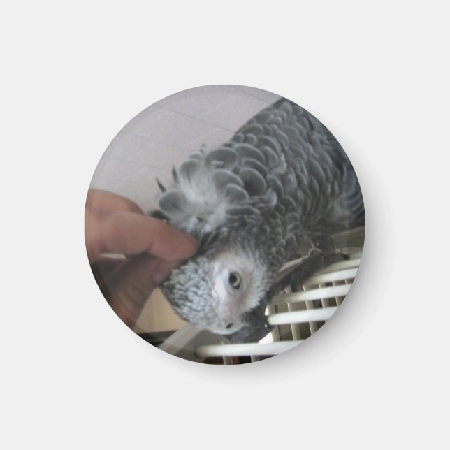 Imán Loro gris africano rascando la cabeza (Frente)