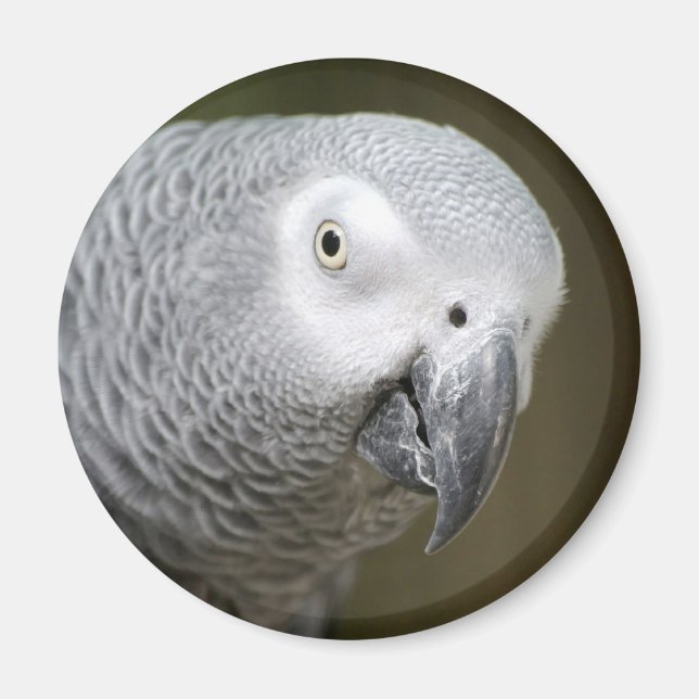 Imán loro lindo (Frente)