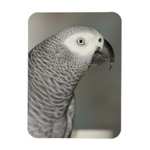 Imán Loro majestuoso del gris africano