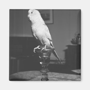 Imán Loro que se sienta en la palmatoria B&W