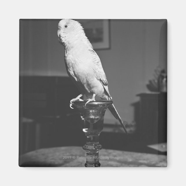Imán Loro sentado en un candelabro B&W (Frente)