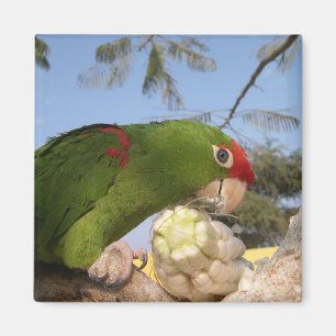 Imán Loro verde brillante comiendo maíz en el árbol