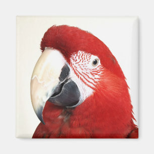 Imán Loro verde de Prinnie del Macaw del ala
