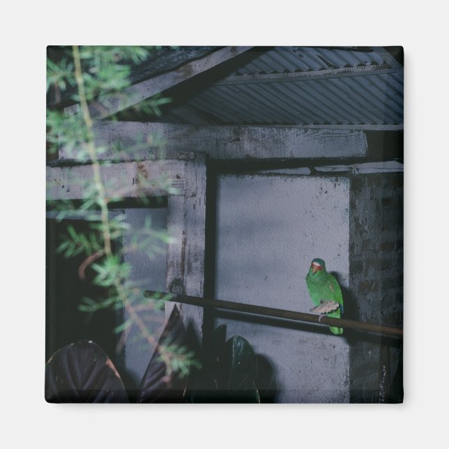 Imán Loro verde local: Honduras (Frente)