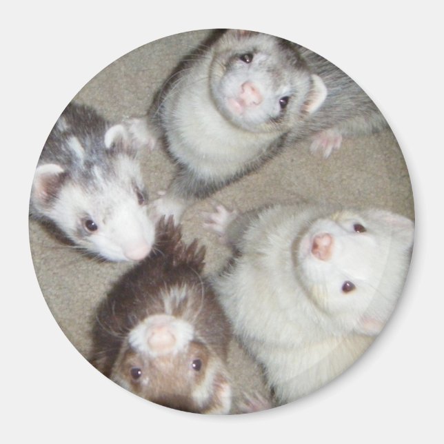 Imán ¡Los 4 Ferrets! (Frente)