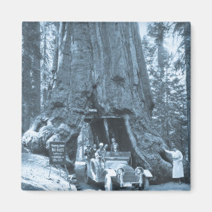 Imán Los árboles grandes de la arboleda de Mariposa