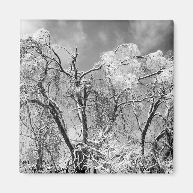 Imán los árboles llevan invierno (Frente)