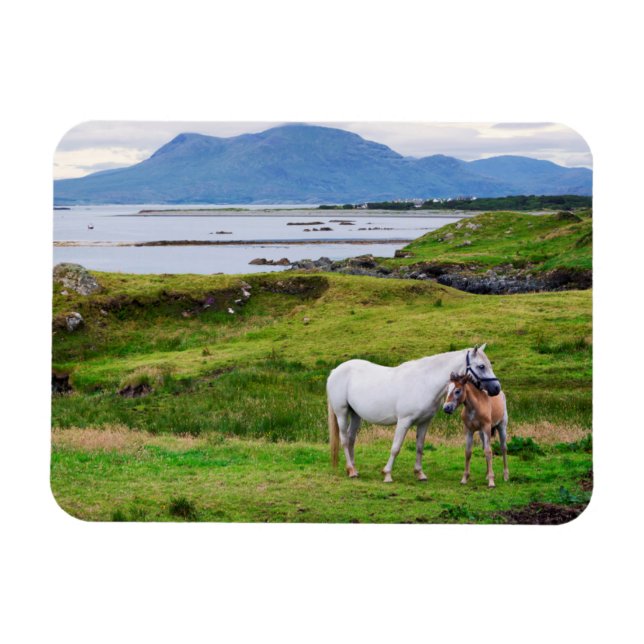 Imán Los caballos de Connemara | Galway, Irlanda (Horizontal)