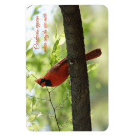 Imán ¡Los cardenales aparecen cuando los ángeles están 