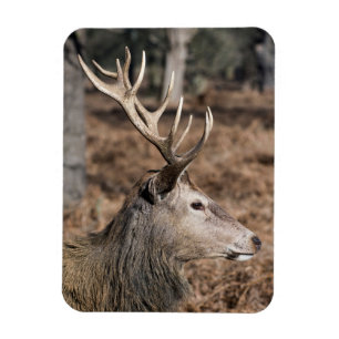 Imán Los ciervos del Rey de Richmond Park, Londres, Rei