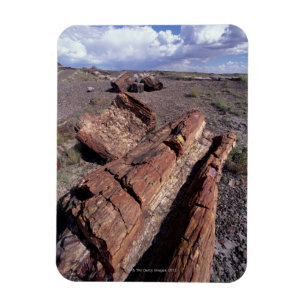 Imán Los E.E.U.U., Arizona, parque nacional del bosque