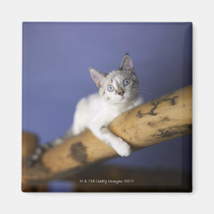 Imán Los E.E.U.U., Iowa, retrato del gatito joven
