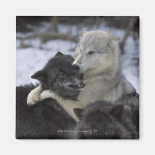 Imán Los E.E.U.U., Montana, lobos que juegan en nieve