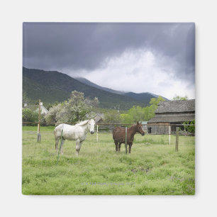 Imán Los E.E.U.U., Utah, caballos en rancho