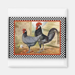 Imán Los gallos están orgullosos