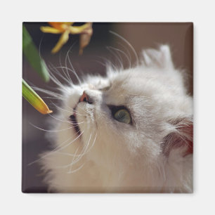 Imán Los gatitos son amantes de naturaleza