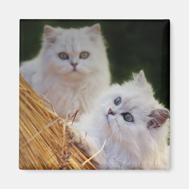 Imán Los gatitos vienen a jugar (Frente)