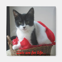 Los gatos son de por vida...