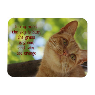 Imán Los gatos son Naranjas