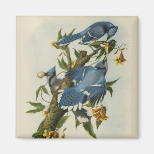 Imán Los grifos azules de Audubon