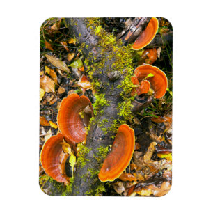 Imán Los Hongos Crecen En Las Ramas, El Knysna-Amatole