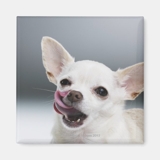 Imán Los labios blancos de Chihuahua lamiéndose (Frente)