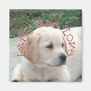 Imán Los laboratorios son amor