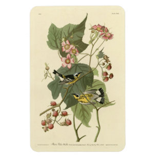 Imán Los pájaros de América de Audubon, los bichos amar