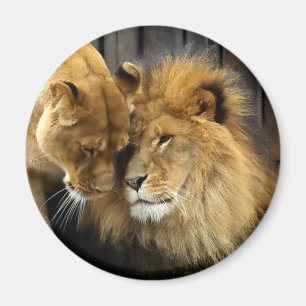 Imán Los pares felices del león