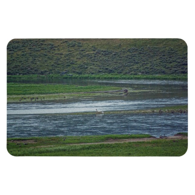 Imán Los pelícanos se unen a los ganeses (Horizontal)