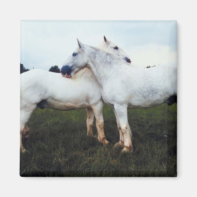 Imán Los Percherons Grooming Entre Sí (Frente)