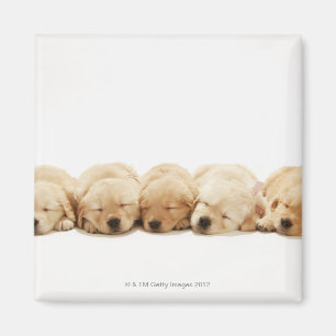 Imán Los perritos del golden retriever