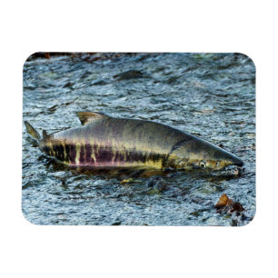 Imán Los pescadores les aman al salmón