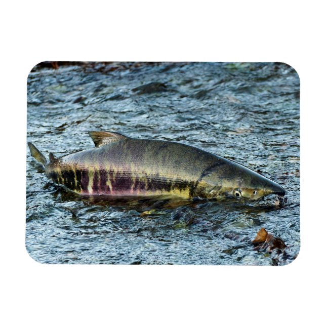 Imán Los pescadores les aman al salmón (Horizontal)