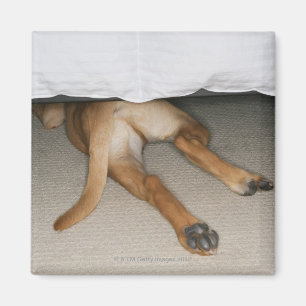 Imán Los pies y la cola del laboratorio amarillo