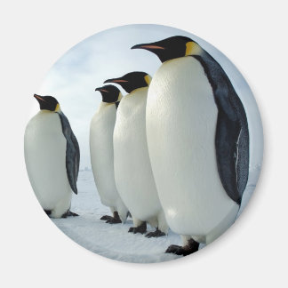 Imán Los pingüinos del emperador