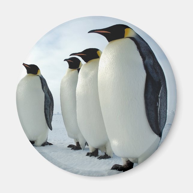 Imán Los pingüinos del emperador (Frente)