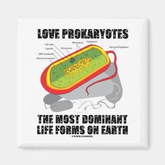 Imán Los Prokaryotes De Amor Son Las Formas De Vida Más
