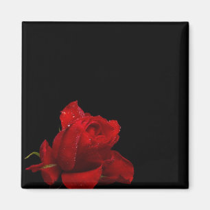 Imán Los rosas son rojos