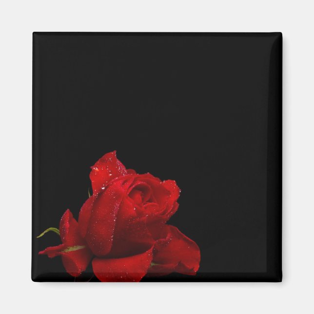 Imán Los rosas son rojos (Frente)