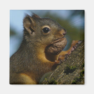 Imán Los tesoros de un Chipmunk