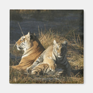 Imán Los tigres (Panthera el Tigris) paren la mentira