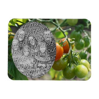 Imán Los tomates de cerezo del jardín añaden la foto
