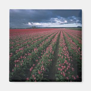 Imán Los tulipanes rosados y rojos brillan bajo la oscu