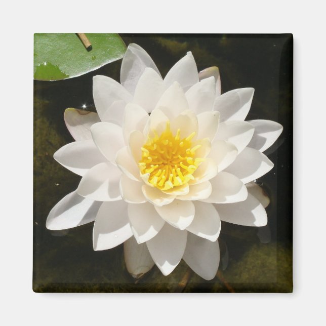 Imán Loto de Nenúfar Blanco Flotante  (Frente)