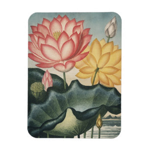 Imán Lotus Bella Artes