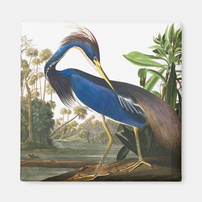 Imán Louisiana Heron por John James Audubon (Frente)