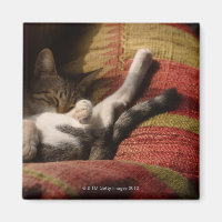 Lounging de gatos