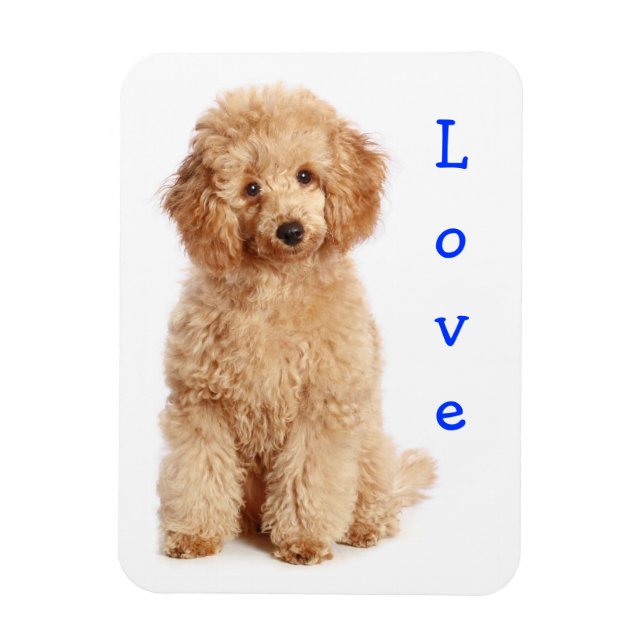 Imán Love Apricot Poodle Toy Puppy Dog Fridge Magnet (Vertical)