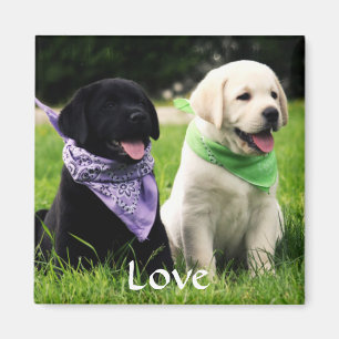 Imán Love Labrador Retriever Puppies Fridge Magnet
